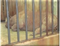 2012_zoo_03