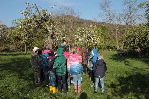 Unsere Obstwiese im Frühling Unsere Obstwiese im Frühling